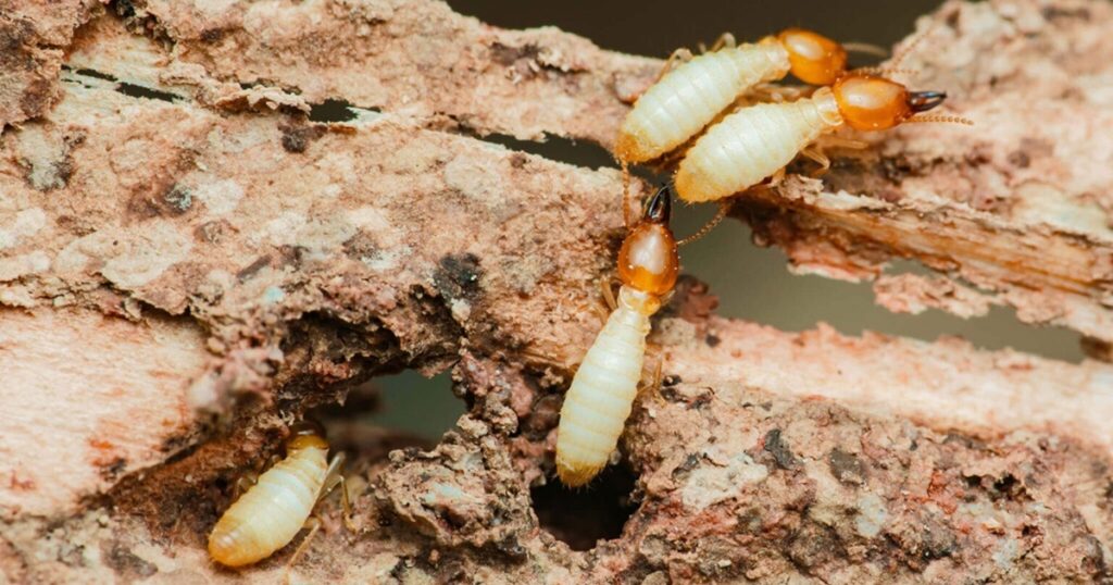 jasa pest control