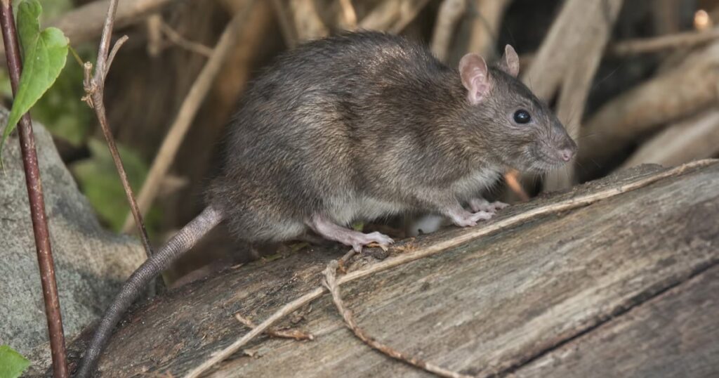 manajemen rodent perimeter